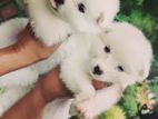Lion Pomernarian puppies