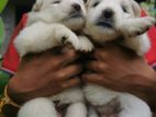 Lion Pomeranian Puppies