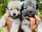 Lion Pomernarian Puppies