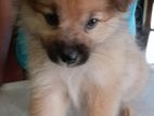 Lion Pomeranian Puppy