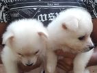 Lion Pomeranian Puppies