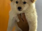 Lion Pomeranian Puppy