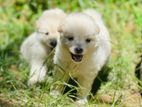 Lion Pomernian Puppies