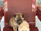 Lion Pomeranian Puppy