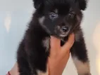 Lion Pomeranian Puppy