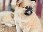 Lion Pomeranian