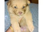 Lion Pomanerion Puppy