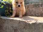 Lion Pomeranian Puppies