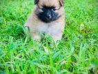 Lion Pommerian Puppy