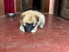 Lion Pommerian Puppy