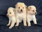 Lion Pomeranian Puppies