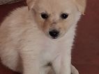 lion pommerian puppies