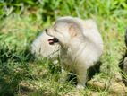 Lion Pomeranian Puppies