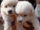 Lion Pomeranian Puppies