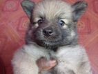 Lion Pomeranian Puppies