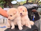 Lion Pomeranian Dog
