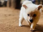 Loin Pomeranian Puppies