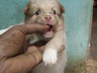 Lion Pomeranian Puppies