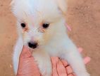 Lion Pomeranian Puppy