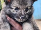 Lion Pommeriyan Puppies