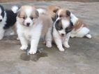 Lion Pomeranian Puppies
