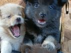 Lion Pomeranian Puppies