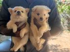 Lion Pomeranian Puppies