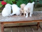 Lion Pomeranian Puppy