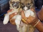 Lion Pomeranian Puppy