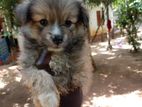 Lion Pomeranian Puppy