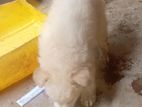 Lion Pomeranian Puppy