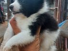 Lion Pomeranian Puppies