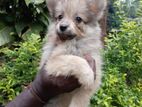 Lion Pomeranian Puppies
