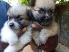 Lion Pomeranian Puppies