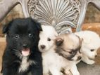 Lion Pomeranian Puppies