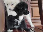 Lion Pomeranian Puppy