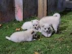 Lion Pomeranian Puppies