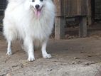 Lion Pomeranian Far Crossing
