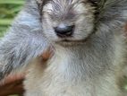 Lion Pomeranian Puppies