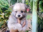 Lion Pomeranian Puppies