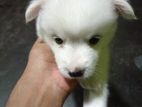 Lion Pomeranian