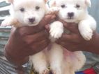 Lion Shepherd Puppies