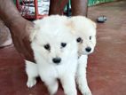Lion Pomeranian Puppies