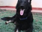 Lion Shepherd Dog for Kind Home