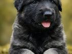 Lion Shepherd Puppies