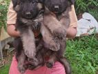 Lion Shepherd Puppy