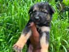 Lion Shepherd Puppies