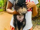 Lion shepherd puppy