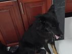 Lion Shepherd Dog