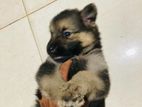 Lion Shepherd Puppies